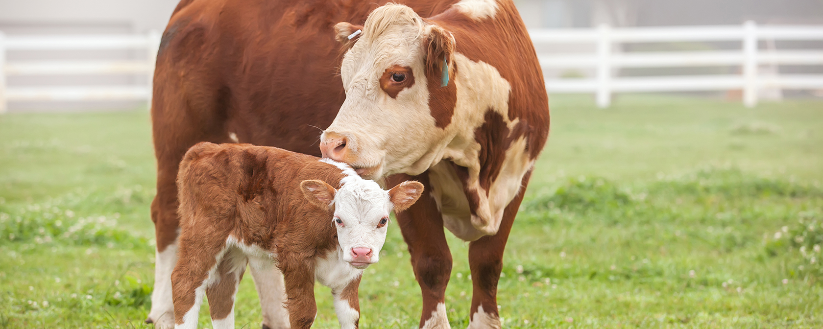 brown and white cow with brown and white calf