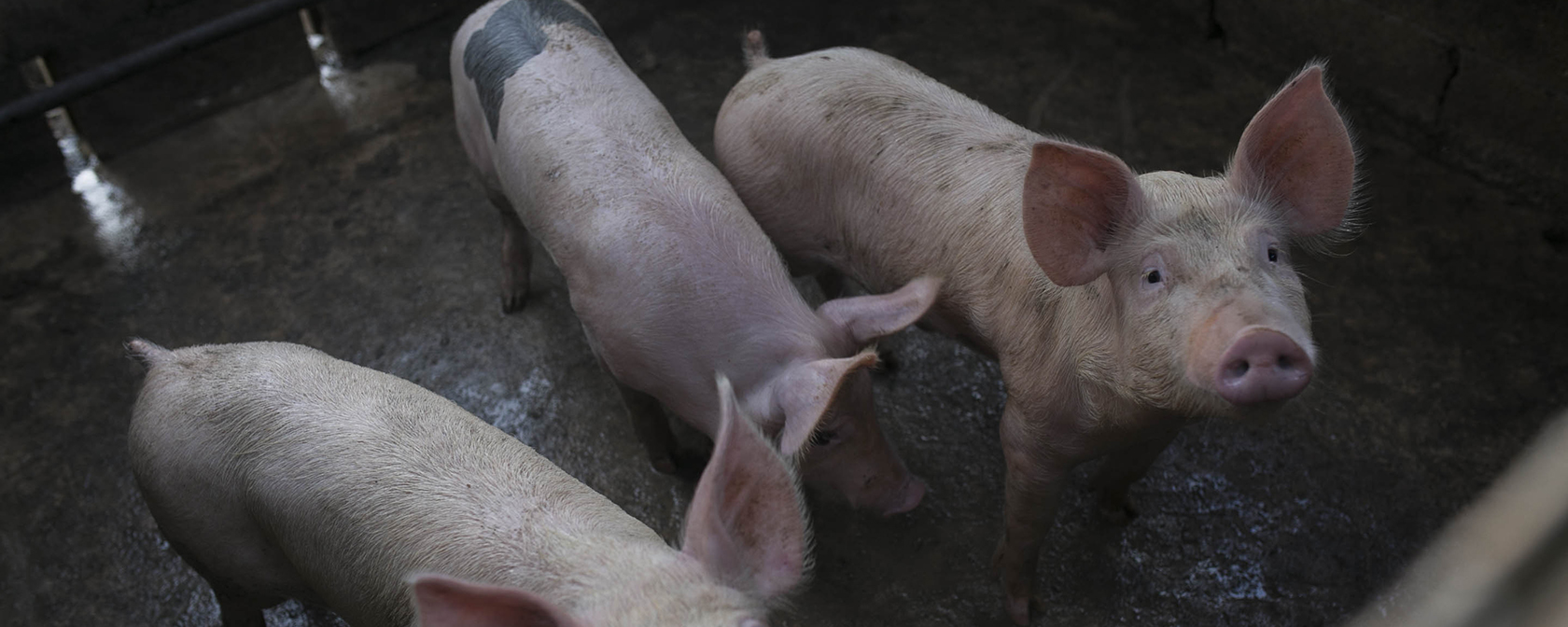 three pigs in a dirty stall