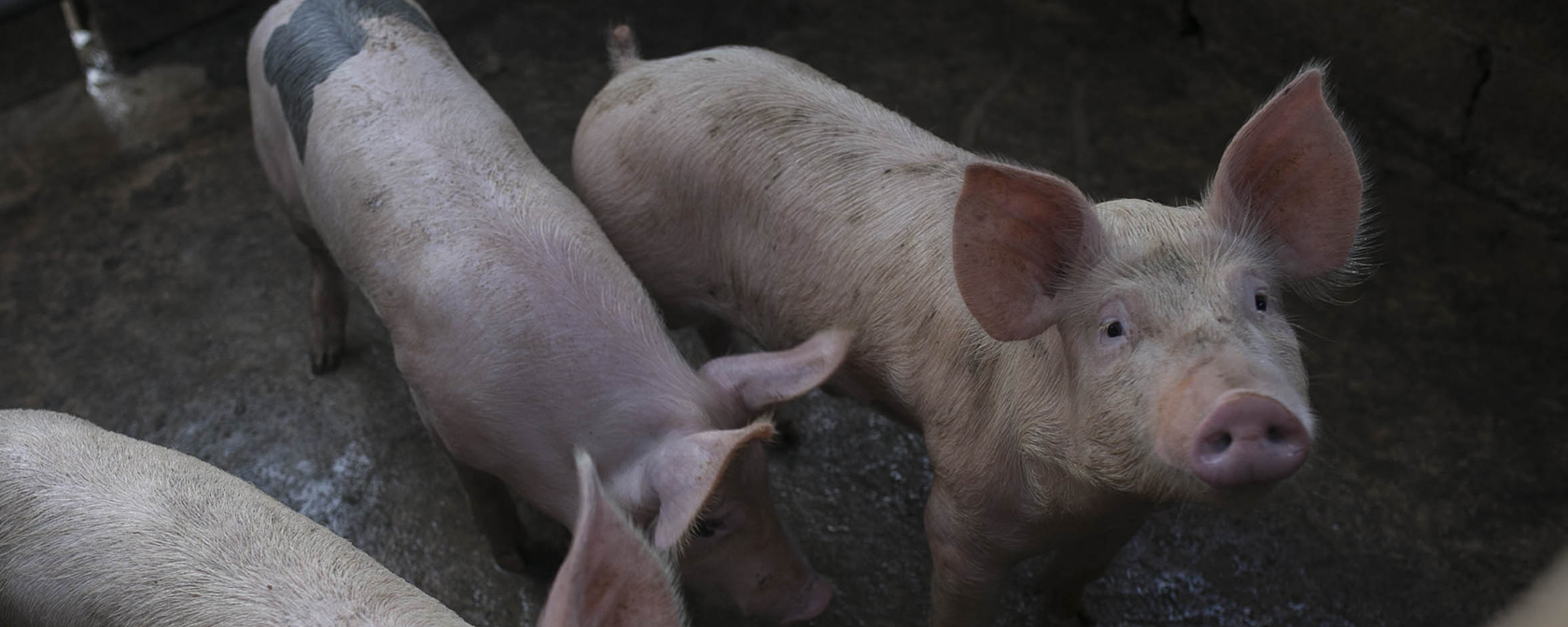 group of pigs in a stall