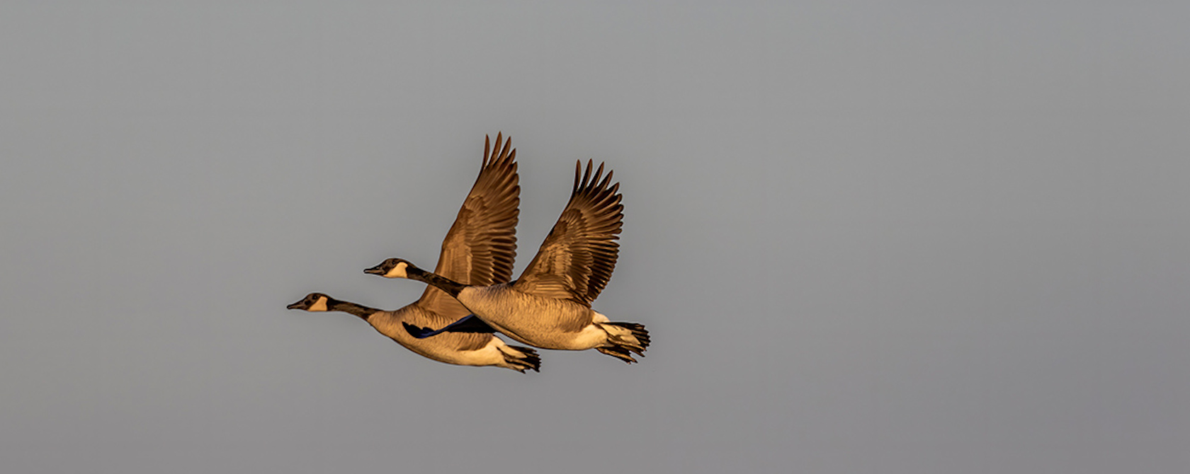 Geese flying