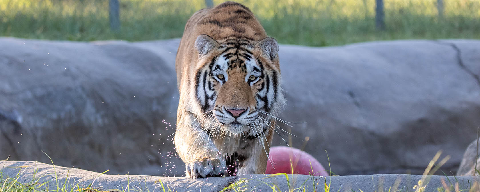 loki the tiger playing in the water