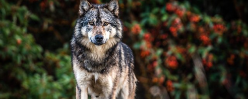 Takaya, the lone wolf of Canada’s Discovery Island