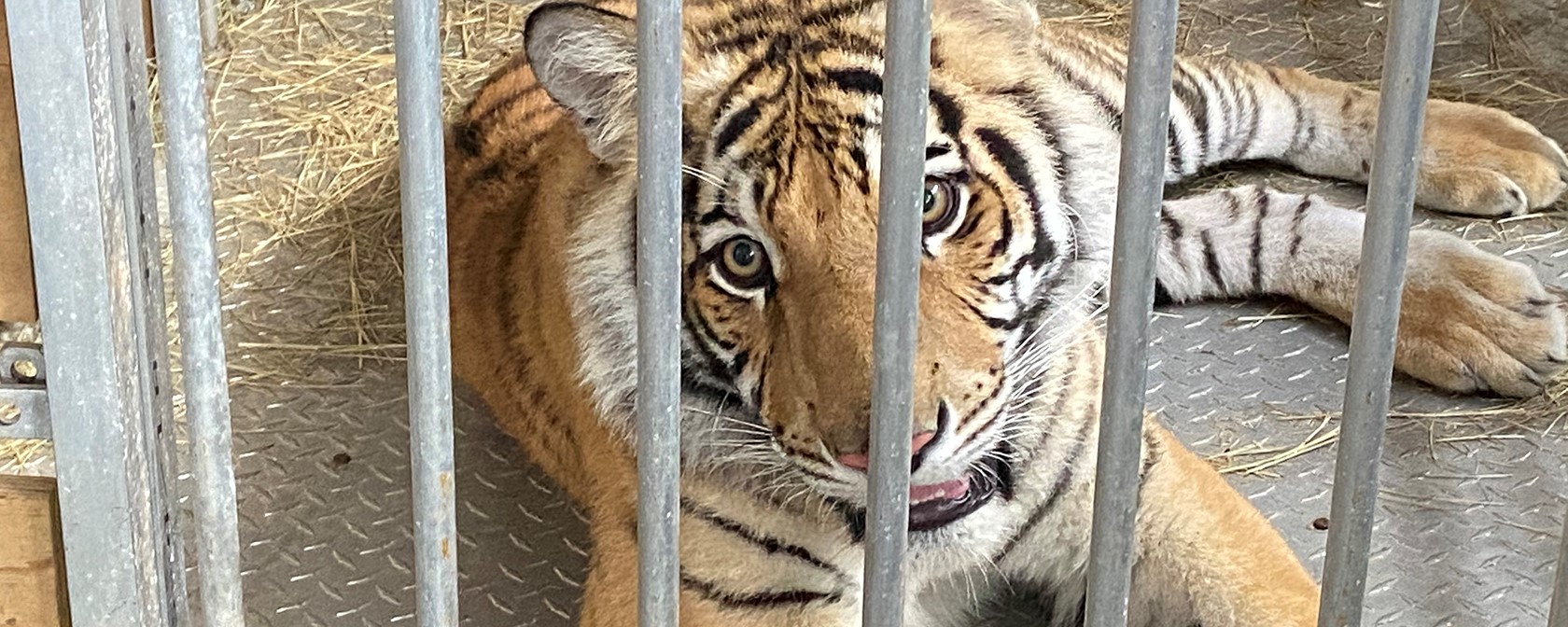 India the tiger cub in a cage being transported to Black Beauty Ranch after being rescued