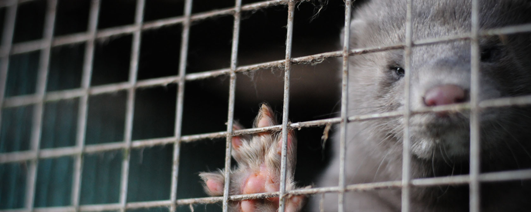 gray mink in a wire cage looking at the camera
