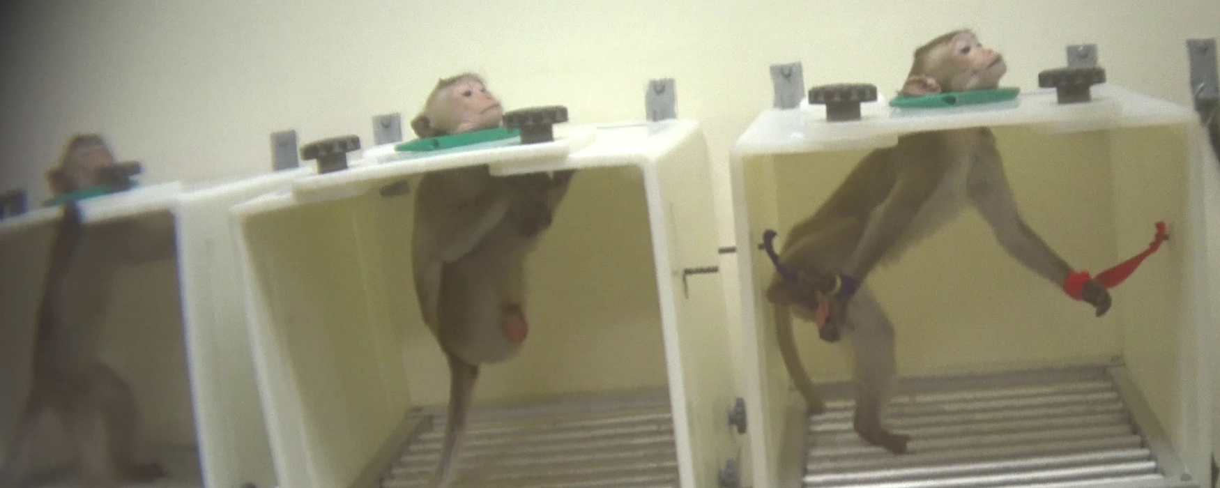 monkeys being used in drug testing lab