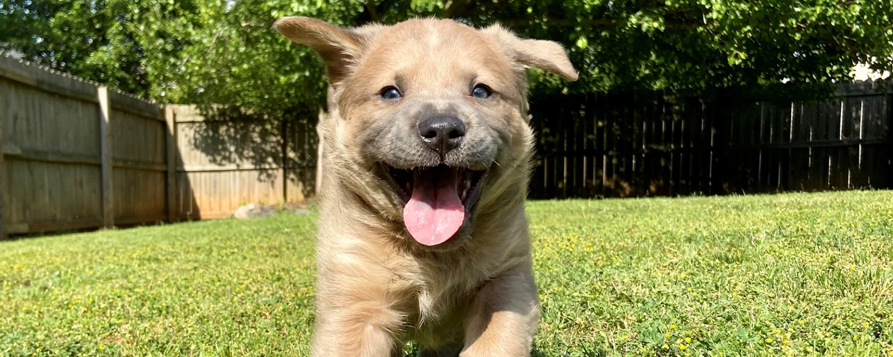 happy puppy running in the grass
