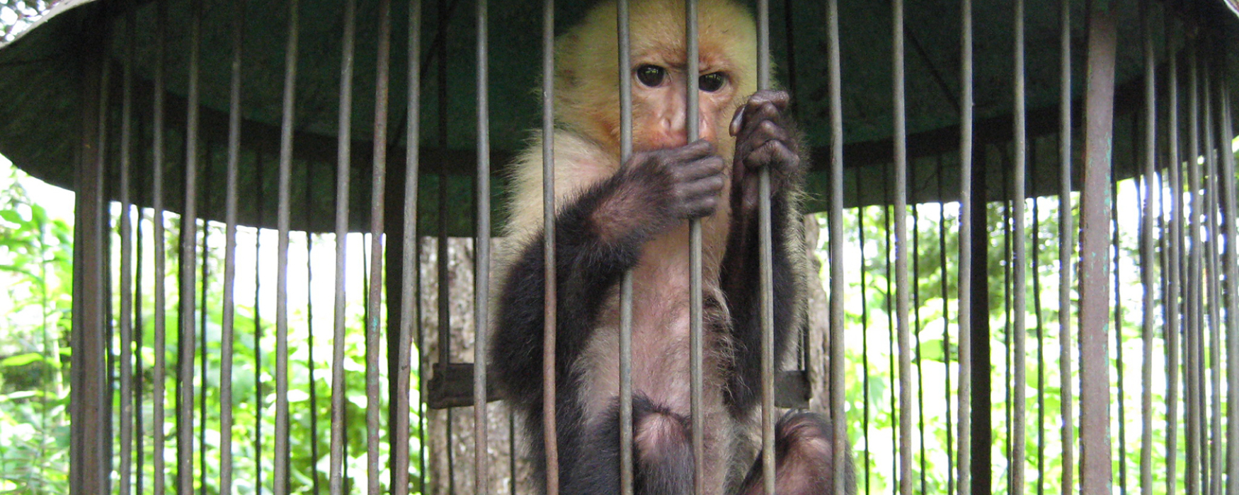 pet capuchin monkey in a cage