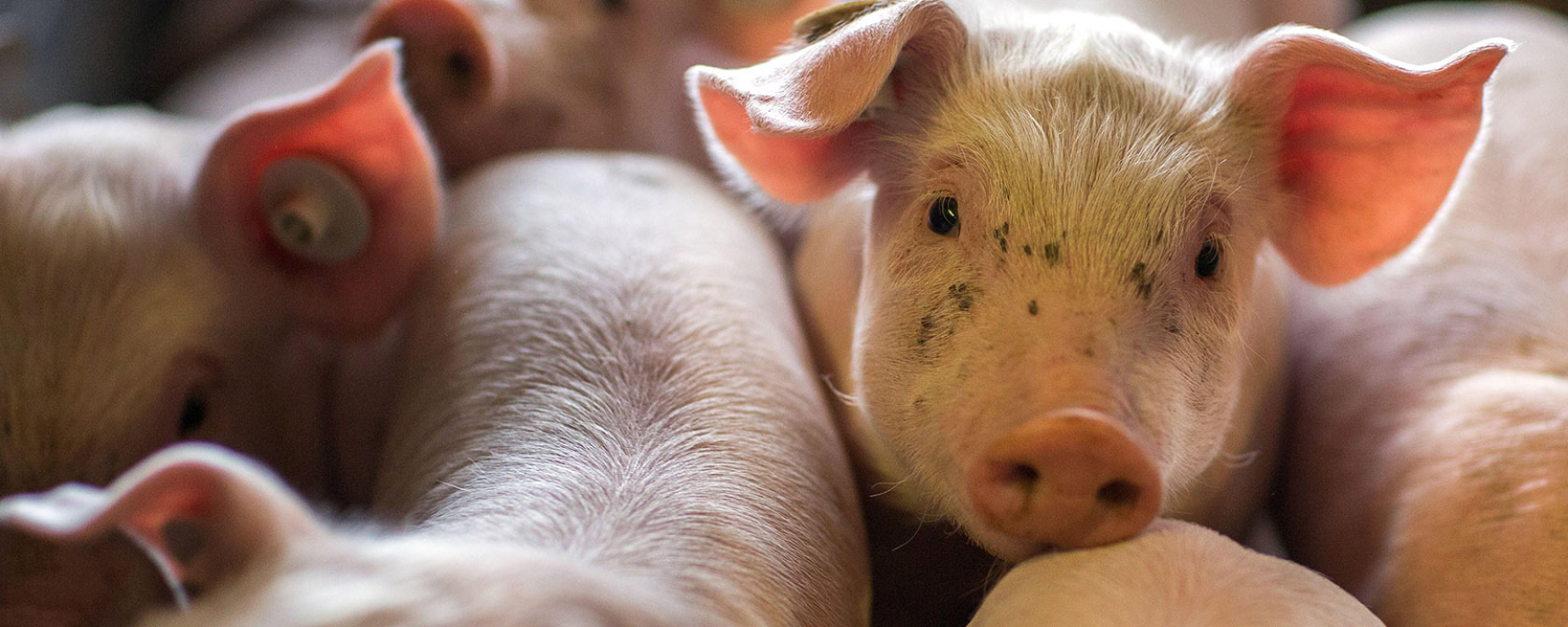piglet looking at the camera
