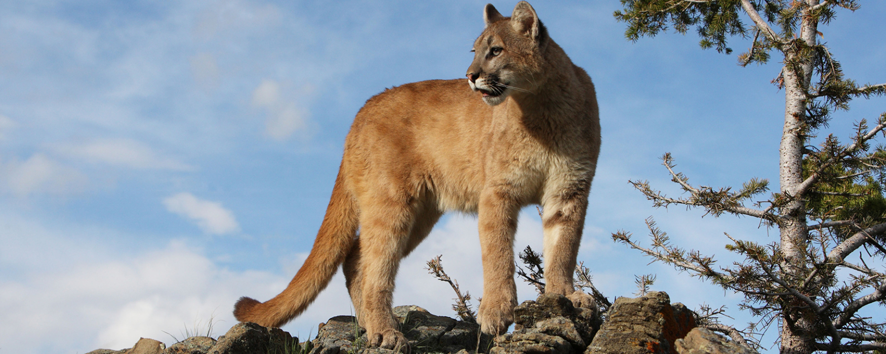 puma standing on a cliff
