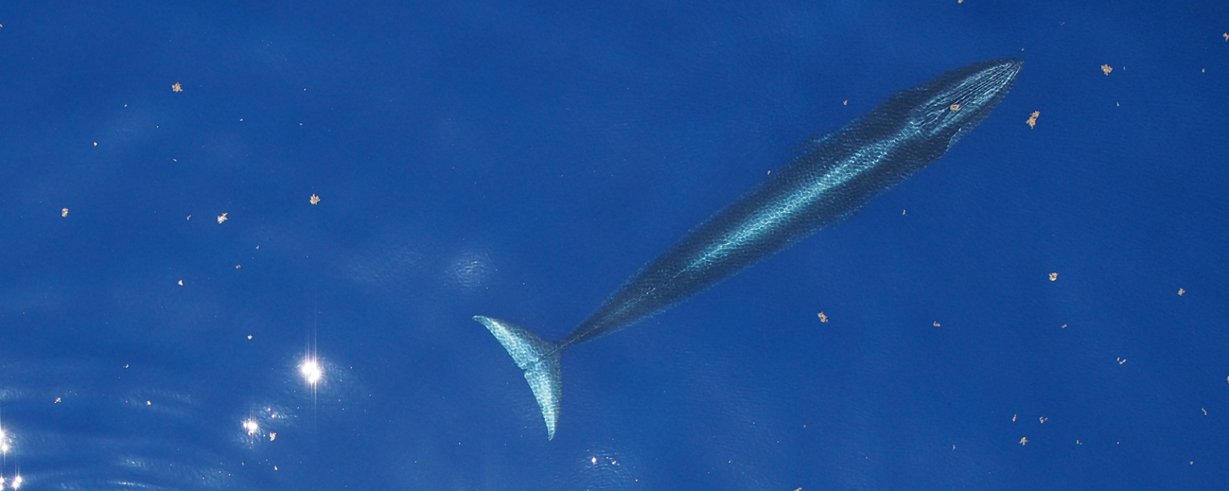 aerial shot of whale in blue water