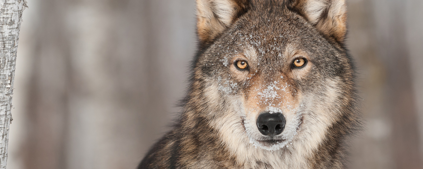 brown wolf looking directly into the camera