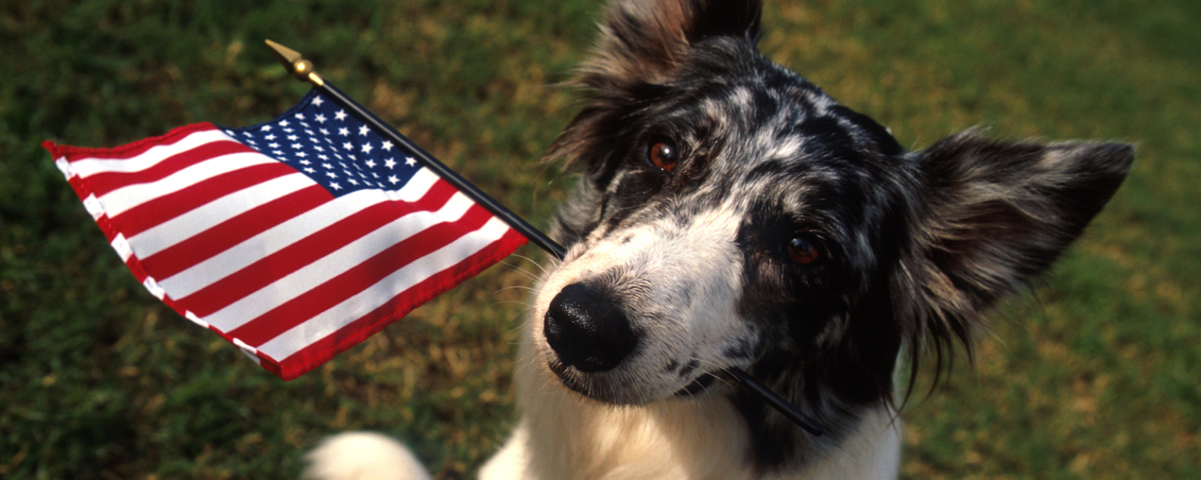 border collie holding a flag in its mouth