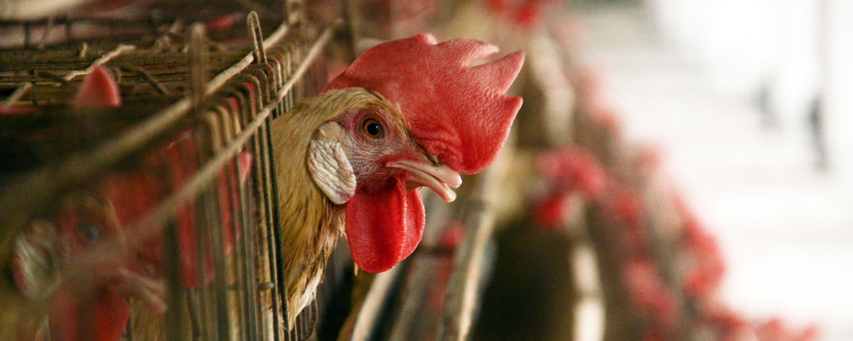 close up of chicken in a cage at a factory farm