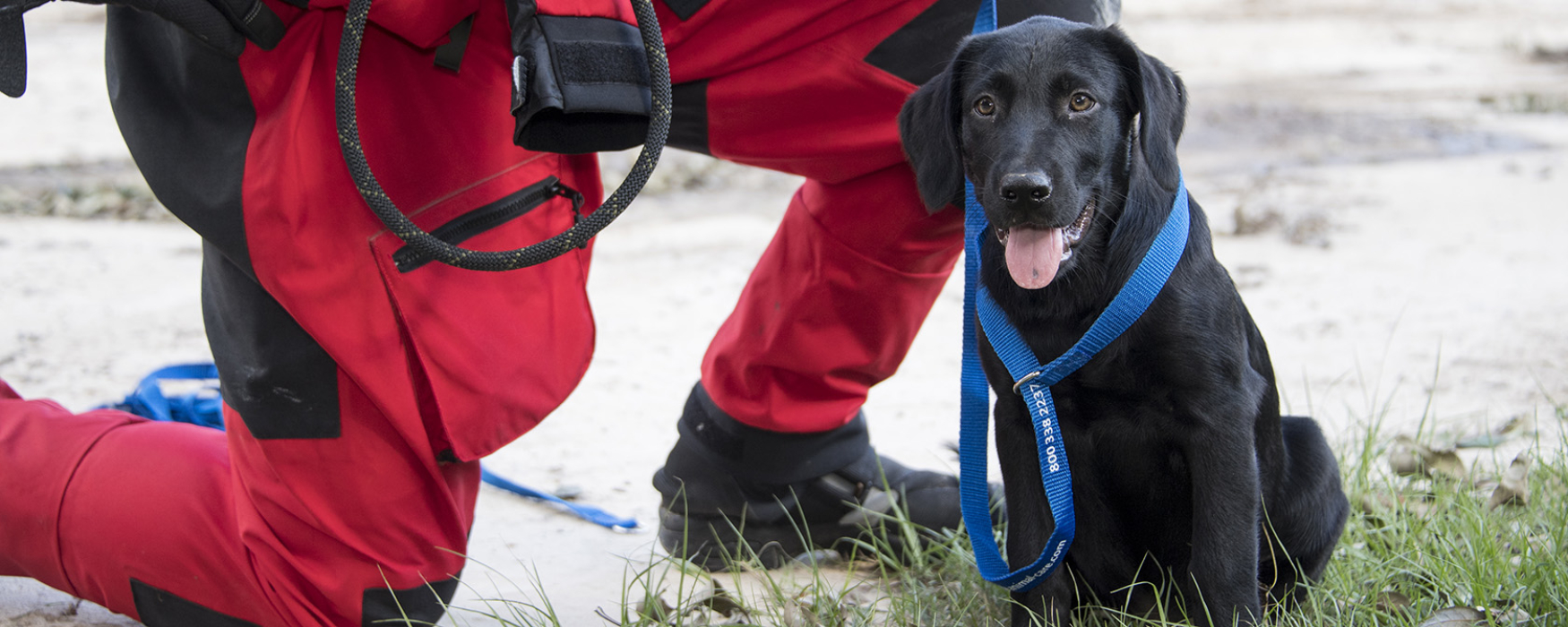 black lab with a blue leash