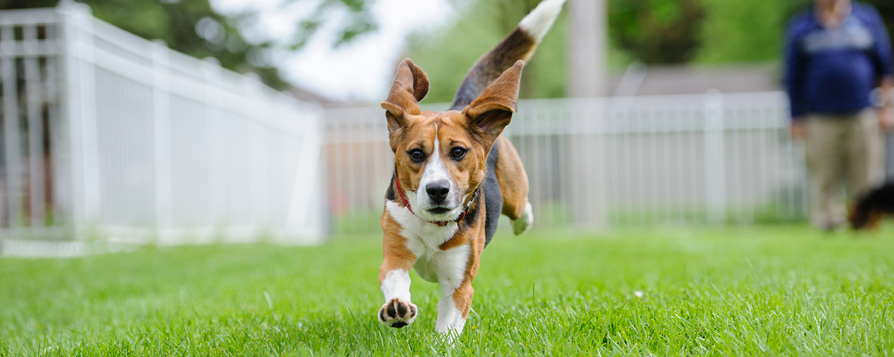 teddy the beagle running through a yard