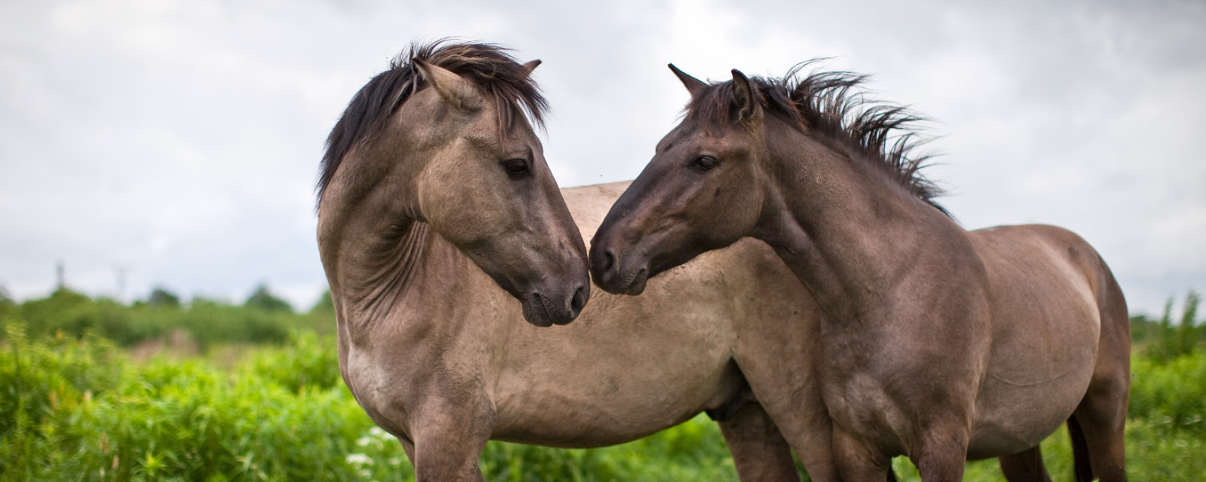 Wild horses on a meadow. 
