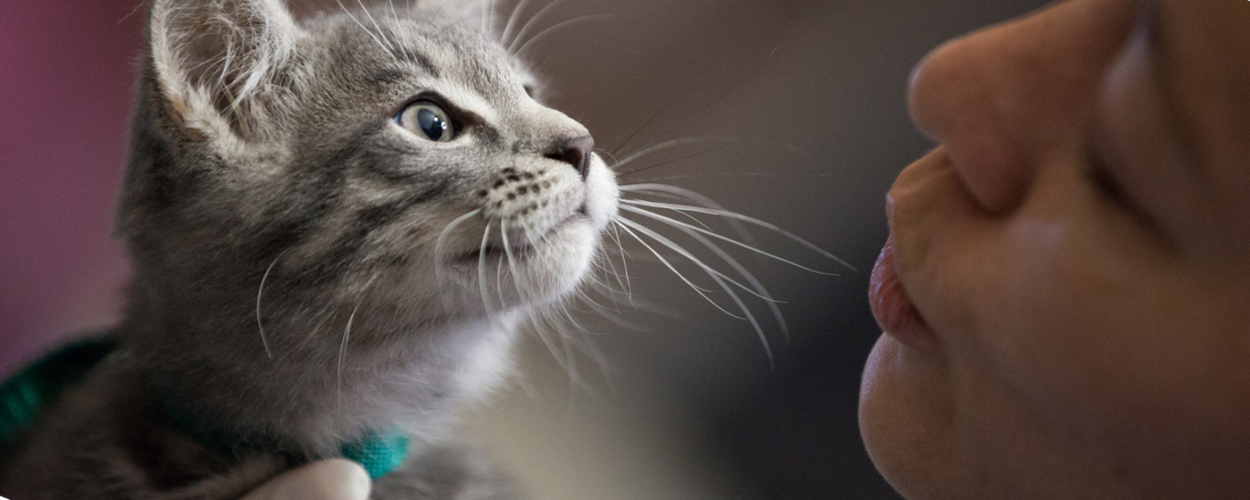 Kitten at Rural Area Veterinary Services (RAVS) Field Clinic 