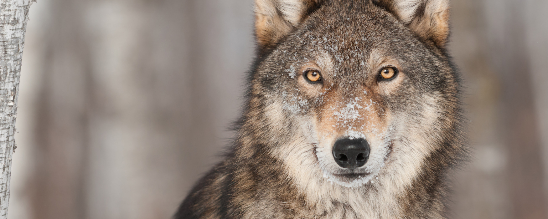 Grey Wolf looks into camera