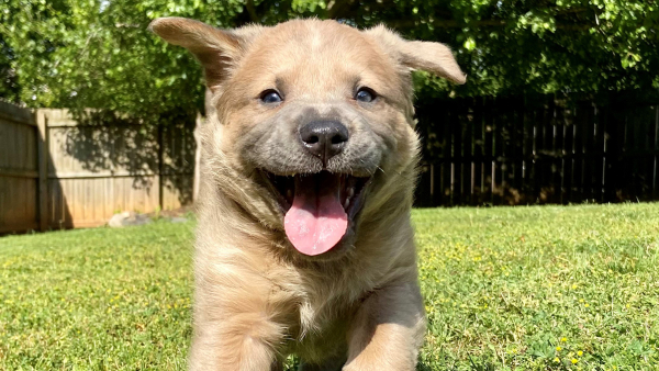 happy puppy running in the grass