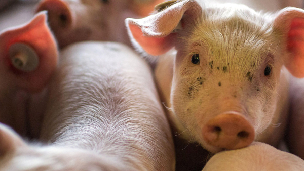 piglet looking at the camera