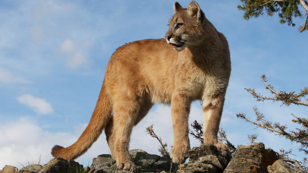 puma standing on a cliff