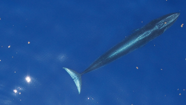 aerial shot of whale in blue water