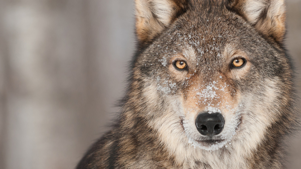 brown wolf looking directly into the camera