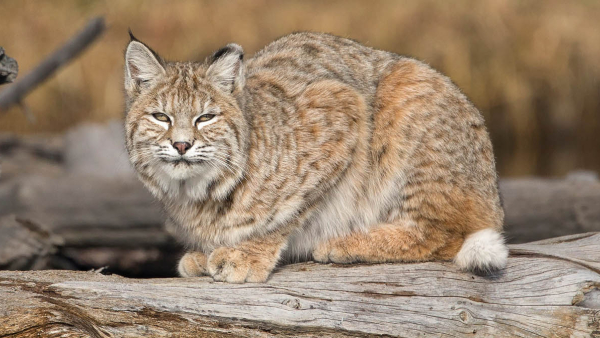 bobcat sitting on a rock