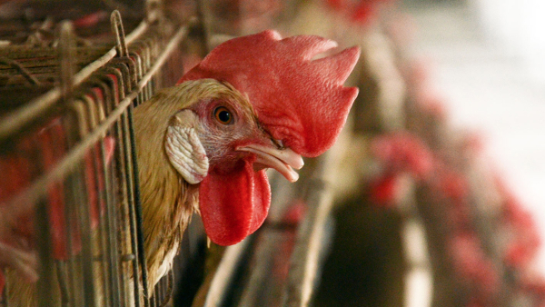 close up of chicken in a cage at a factory farm