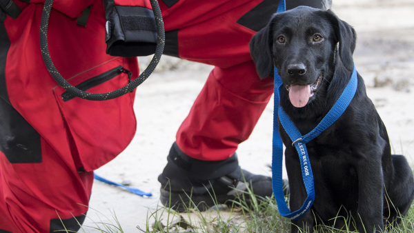black lab with a blue leash