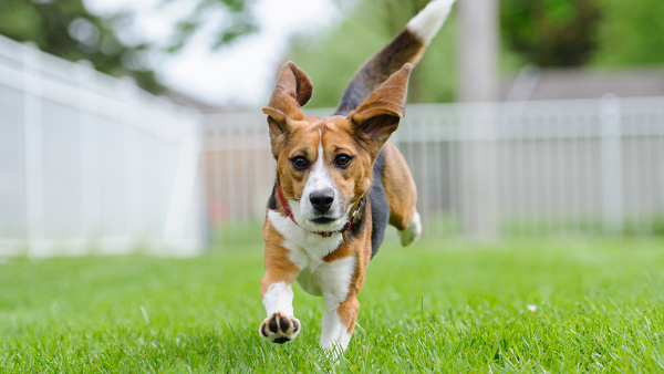 teddy the beagle running through a yard