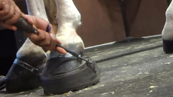 horse's hoof being sored