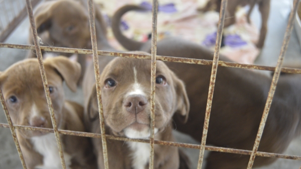 TRIPLE YOUR SUPPORT TO PROTECT ANIMALS! | Humane World Action Fund