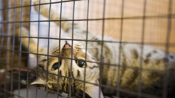 I’m joining Action Fund's fight to protect animals! | Humane World ...