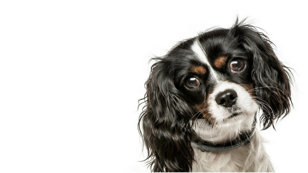 Renew Your Support For 2022 | Humane World Action Fund