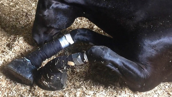 sored horse lying on the ground