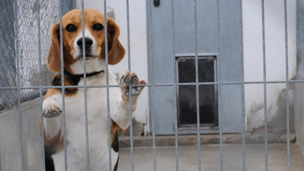 beagle in an outdoor kennel