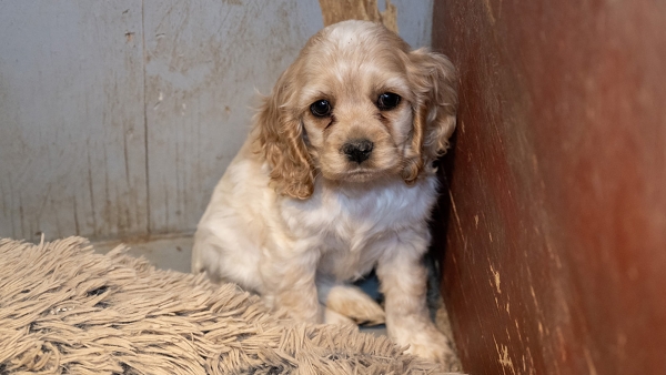 small blond puppy sitting in a corner