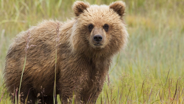 brown bear cub in a prairie looking at the camera