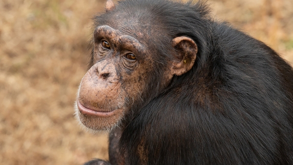 chimp looking over its back