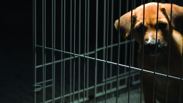 sad looking puppy in a cage