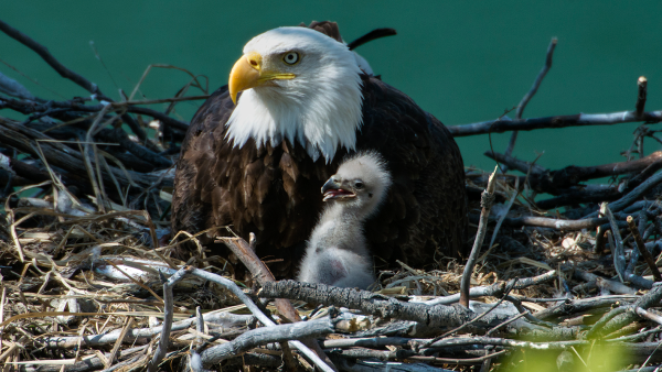 Nesting bald eagle with baby.