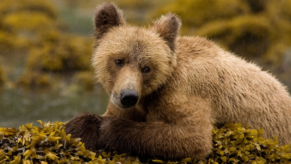 young grizzly bear sitting on a mossy rock