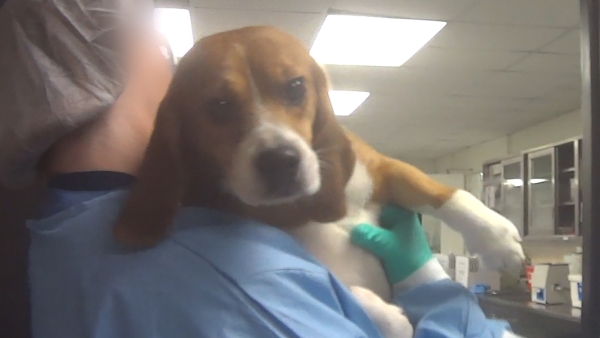 dog being taken for tests