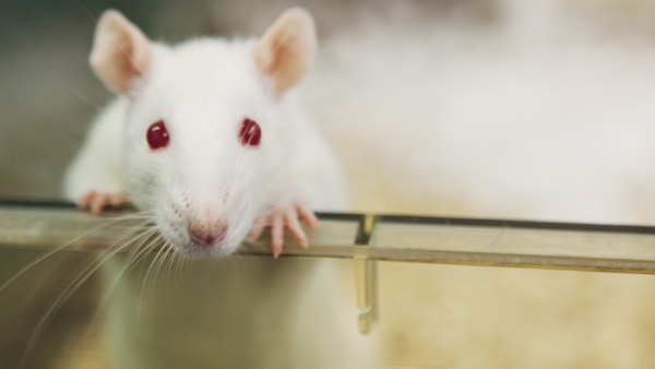 Laboratory rat with red eyes looks out of plastic cage