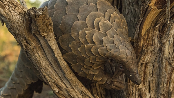 A Temminck's Ground Pangolin forages for termites in the wild in South Africa.