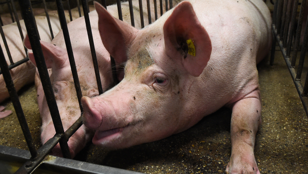 pig in a cramped and confined gestation crate 