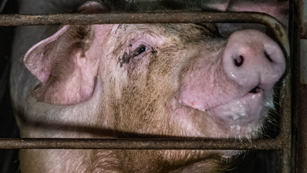 pig in a gestation crate