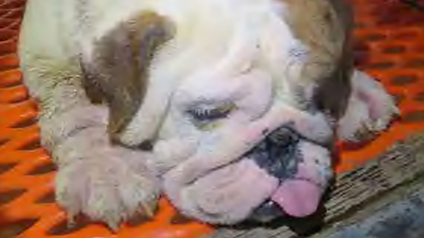 close up of sick bulldog puppy in a puppy mill