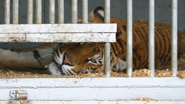 Tiger locked up in a cage